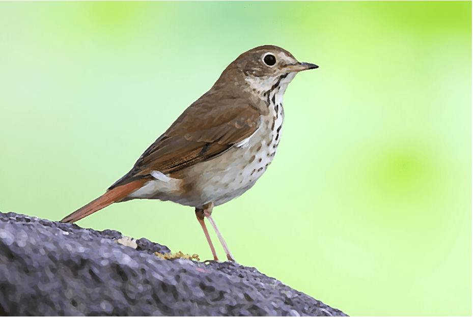 The Legend of the Hermit Thrush