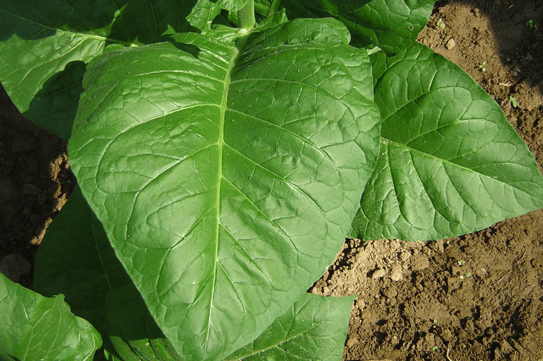 The Legend of the Gift of Tobacco