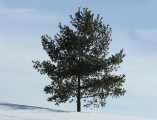 Liberty Trees and the Tree of Peace