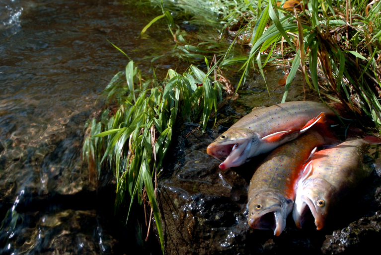 Haudenosaunee Hunting and Fishing Techniques - Oneida Indian Nation